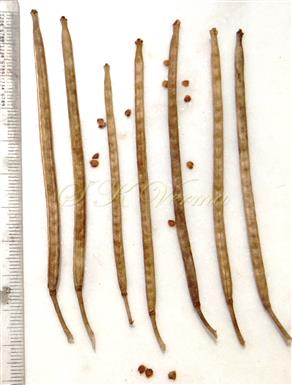  Fruits